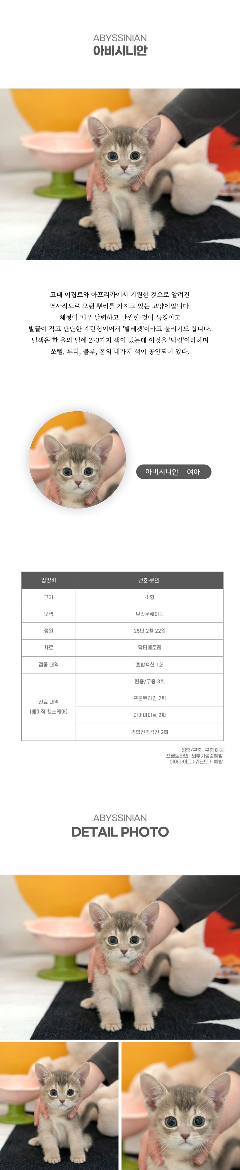 아비시니안_상세이미지_2